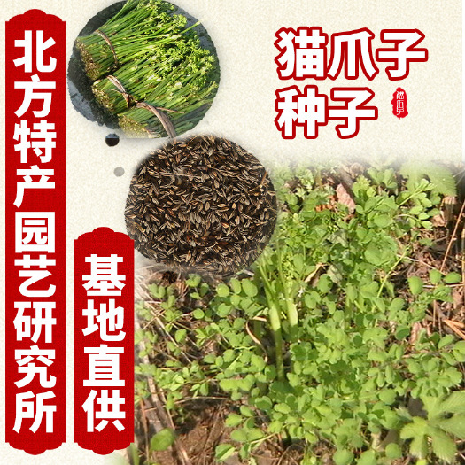 通化县猫爪子种子 免费提供种植资料 俗称东北猫爪子菜种子