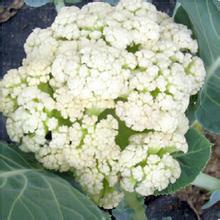 菜花苗 白面青梗松花菜苗 散花小米粒花椰菜批发