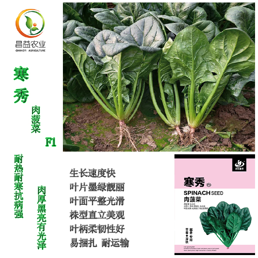 寿光市 菠菜种籽寒秀肉菠菜种籽耐寒抗病黑绿大叶菠菜种子蔬菜种籽