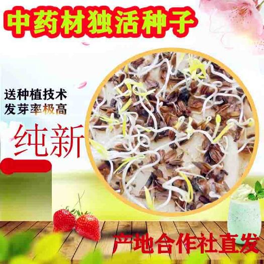 兰州新鲜独活种子野生特级正品岷县独活种籽中药材种植苗当归党参种孑