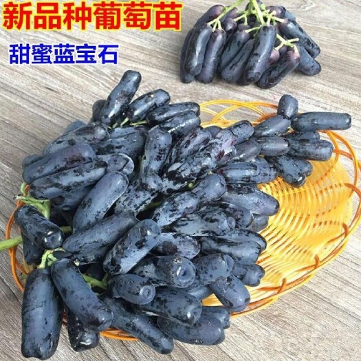 临沂蓝宝石葡萄苗 美国甜蜜蓝宝石无籽葡萄树苗当年结果南方北方种植金手指提子树苗