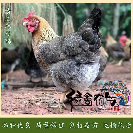 广州清远土鸡苗-清远麻鸡苗-清远二号麻鸡苗-1.5号鸡苗品种正宗