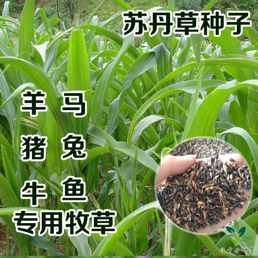 沭阳县苏丹草新种子苏丹草种子包邮牧草型牛羊鱼马猪兔鸭鹅爱吃
