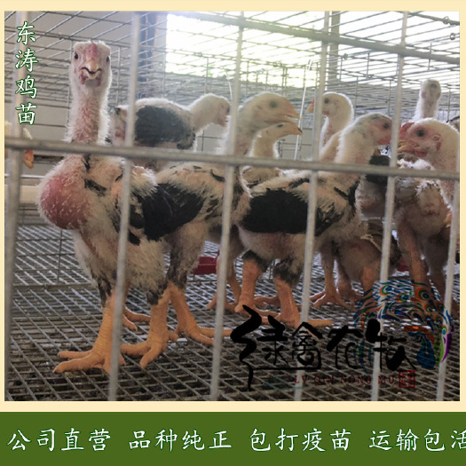广州东涛鸡苗-越南巨鸡苗-越南大脚鸡苗-鸡苗质量好