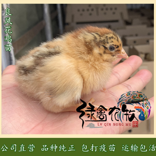 广州良凤花鸡苗-良凤公鸡苗-良凤花母鸡苗-90天8斤-快大红公鸡