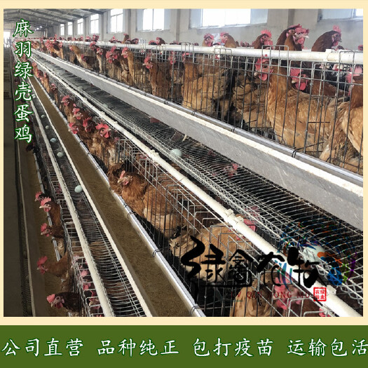 广州麻羽高产绿壳蛋鸡苗  麻羽绿壳蛋鸡苗-高产绿壳蛋鸡苗-年产蛋260枚,绿壳率高