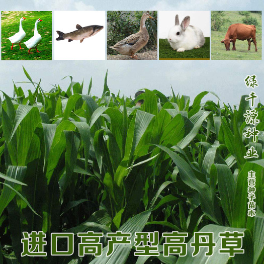 沭阳县高丹草种子牧草型高丹草种子