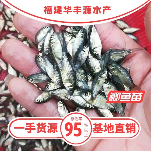 光泽县 鲫鱼苗批发  产地直销 高质量  无病 开口苗  包回收