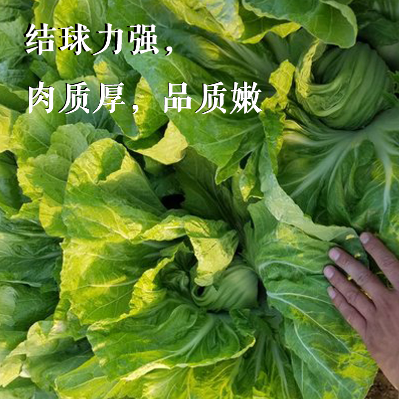 四季大叶水东芥菜种子特大广东芥菜种籽包心甜菜种籽蔬菜孑