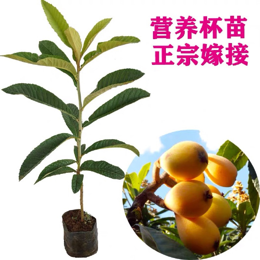 容县早五星枇杷苗  枇杷树苗嫁接大五星早中六号枇杷苗盆栽地栽南方种植带土带叶