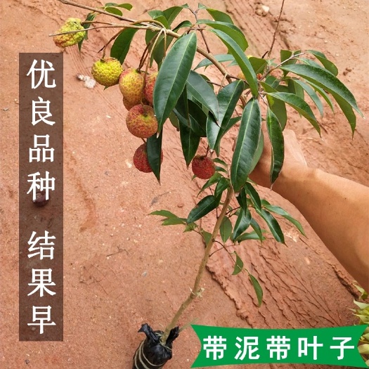 容县桂味荔枝苗  荔枝树苗嫁接桂味妃子笑无核荔枝苗盆栽地栽庭院带土带叶广西发货