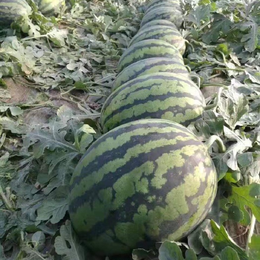 甜王西瓜苗  甜王嫁接西瓜苗 自根西瓜苗甜度高 口感好