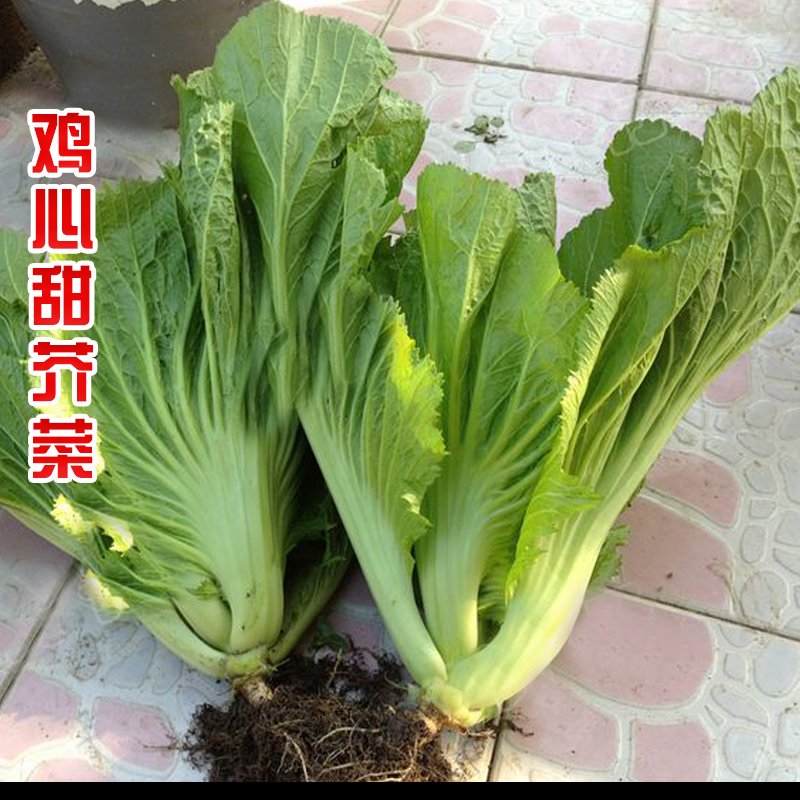 四季大叶水东芥菜种子特大广东芥菜种籽包心甜菜种籽蔬菜孑