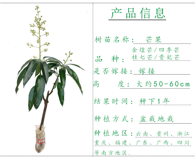 四季芒果苗 芒果樹苗帶泥球金煌芒四季芒貴妃桂七芒果苗嫁接苗盆栽地栽易種