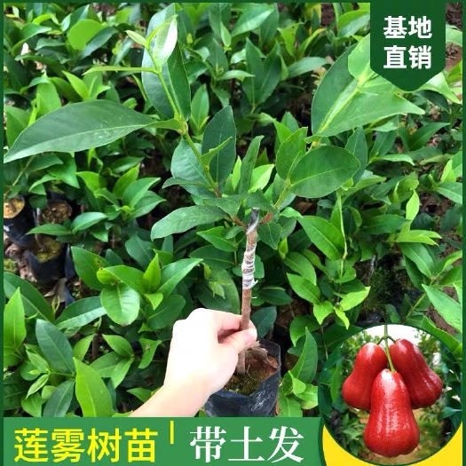 容县黑糖芭比莲雾苗  莲雾树苗嫁接黑糖芭比黑金刚大叶红莲雾盆栽地栽南方种植带泥带叶