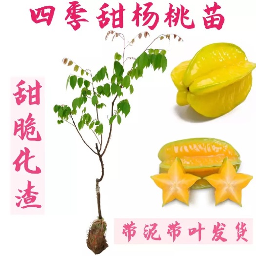 容县马来西亚甜杨桃苗  四季杨桃苗特大甜杨桃酸杨桃树苗嫁接杨桃果苗盆栽地栽当年结果