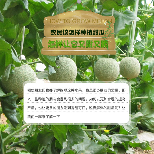 西安 大棚甜瓜补光灯大棚甜瓜专用补光灯红皎阳激光植物补光灯