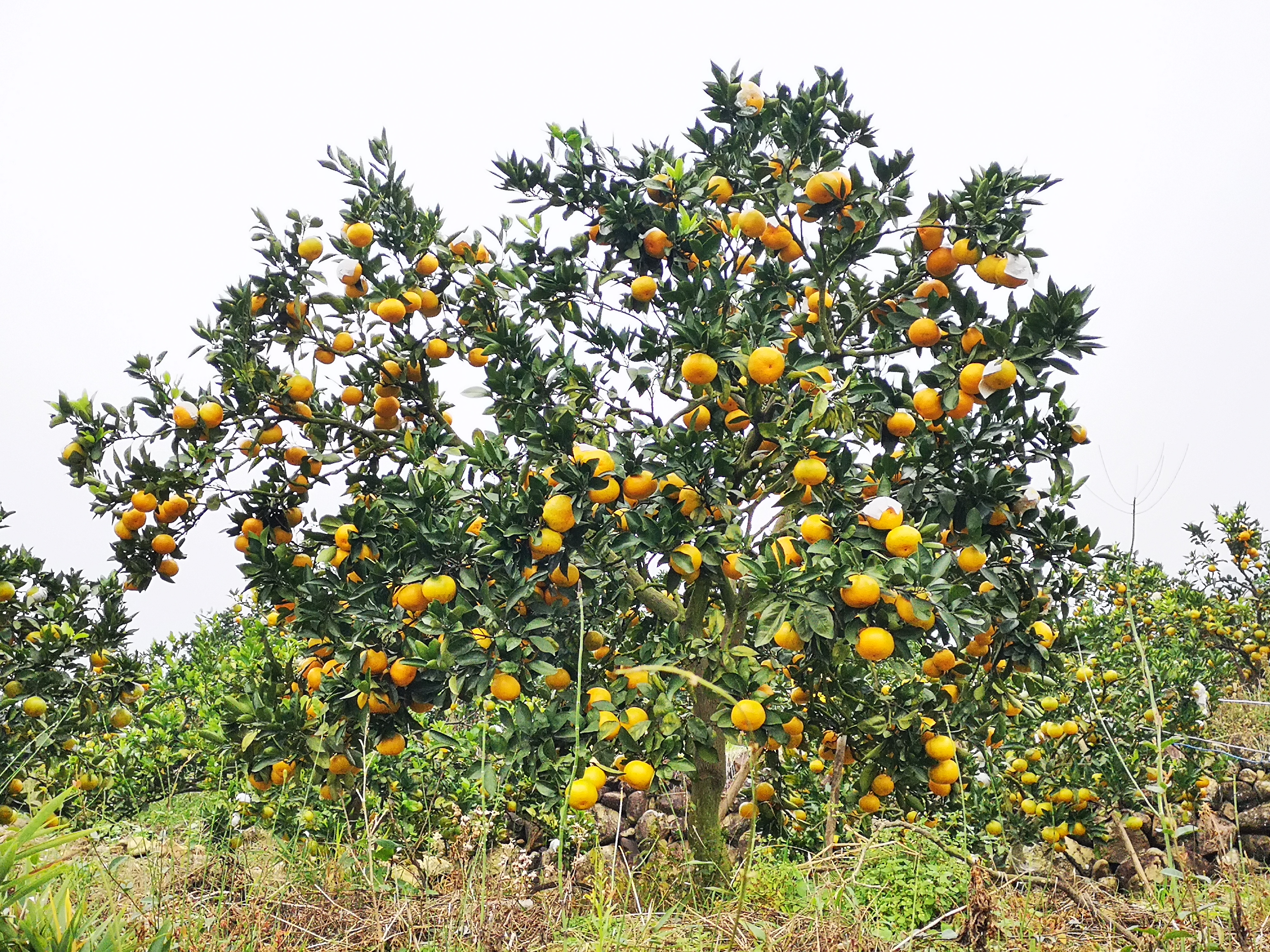 东江湖蜜橘  东江湖蜜桔