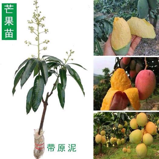 容县四季芒果苗 芒果树苗带泥球金煌芒四季芒贵妃桂七芒果苗嫁接苗盆栽地栽易种