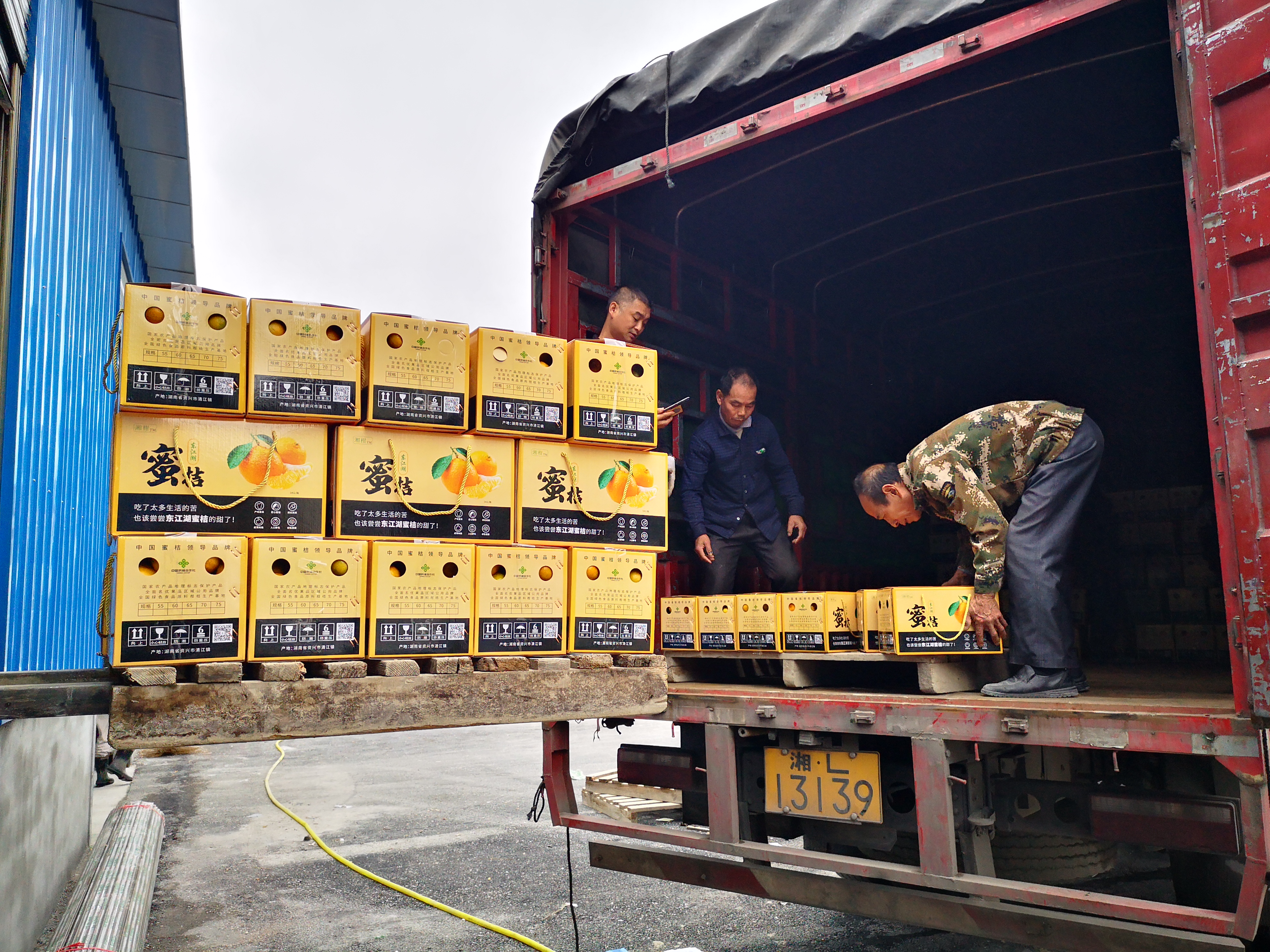 东江湖蜜橘  东江湖蜜桔