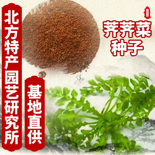 通化县供应东北山野菜荠荠菜种子 荠菜种子