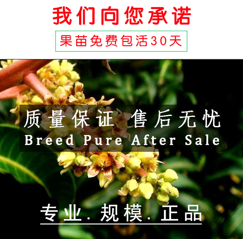 四季芒果苗 芒果樹苗帶泥球金煌芒四季芒貴妃桂七芒果苗嫁接苗盆栽地栽易種