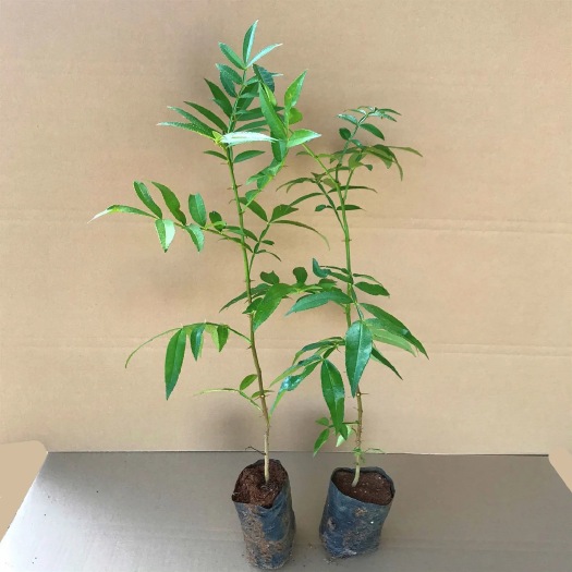 容县红花椒苗 花椒苗树带泥青花椒大红袍红花椒果树苗食用麻椒盆栽地栽带营养杯