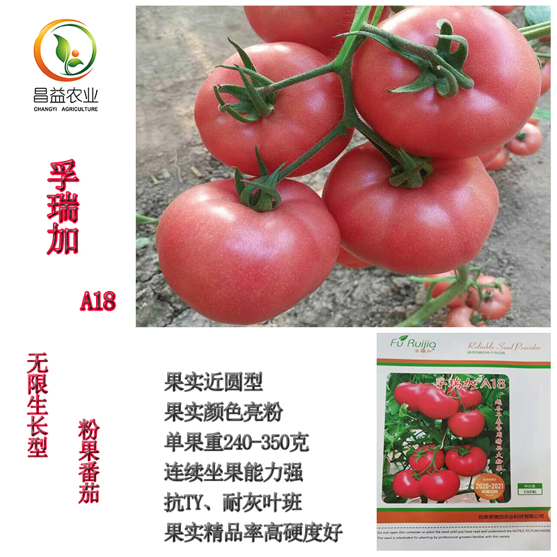 寿光市孚瑞加A18粉果番茄种籽 早春抗病毒果型高圆西红柿种子