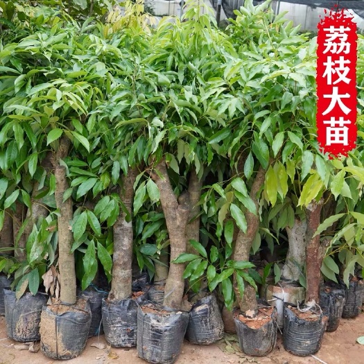 容县桂味荔枝苗  高压圈枝荔枝苗树桩嫁接荔枝树苗妃子笑桂味大苗南方种植当年结果