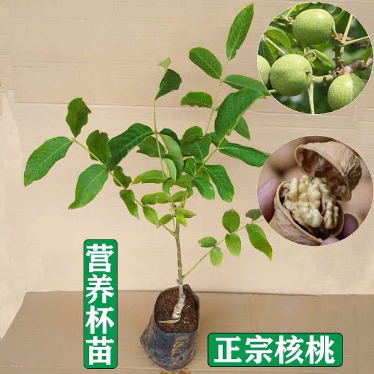 容县薄皮核桃苗 薄皮核桃树苗嫁接果苗胡桃羌桃坚果苗南北方种植带营养杯泥发货