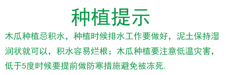 大青红肉水果木瓜苗树四季矮化红心水果木瓜苗南方种植青木瓜苗