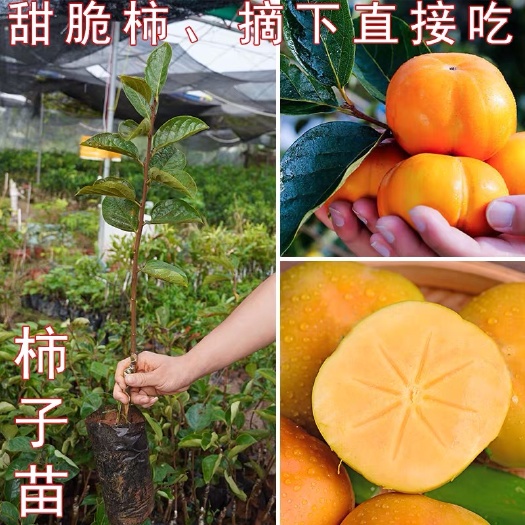 容县罗田甜柿苗  柿子树苗嫁接甜脆柿子果树苗鸡心黄柿镜面柿四周柿罗甜柿子苗