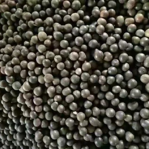 桂林广西桂林永福罗汉果仔仔果地摊网红果