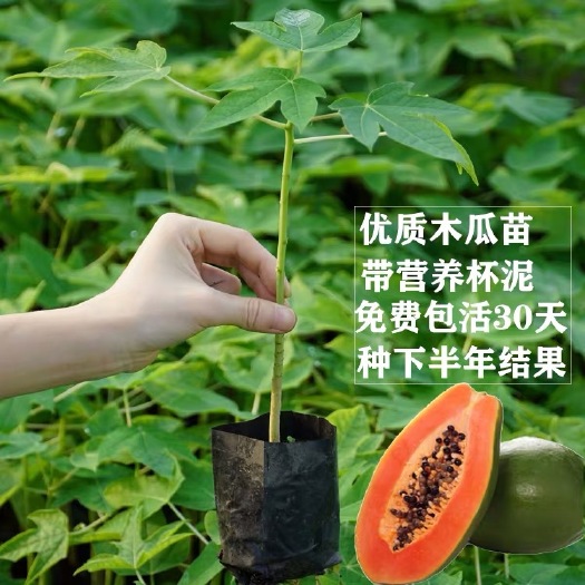 容县大青红肉水果木瓜苗树四季矮化红心水果木瓜苗南方种植青木瓜苗