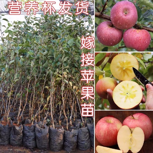 容县 苹果树果苗南北方种植嫁接苹果苗特大红富士冰糖心苹果苗带泥发货