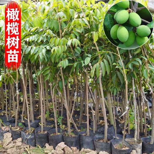 容县黄橄榄苗  黑橄榄树嫁接苗油橄榄黄榄苗乌橄榄树苗南方果树苗带营养杯发货