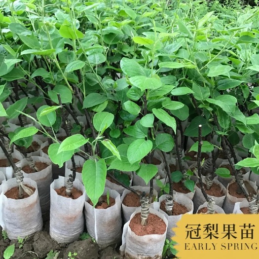 容县青翠梨苗 翠冠梨树果苗嫁接梨子苗南北方种植带营养杯带叶子广西发货