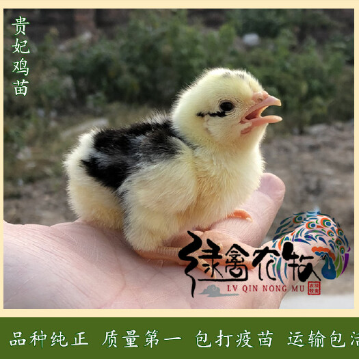 广州贵妃鸡苗-贵妇鸡苗-英国引进贵妃鸡苗-纯种贵妃鸡苗-全国发货