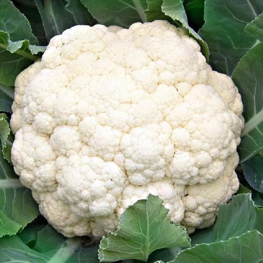 越冬菜花苗 青梗松花菜苗 根系发达 棵子壮实 抗病能力强