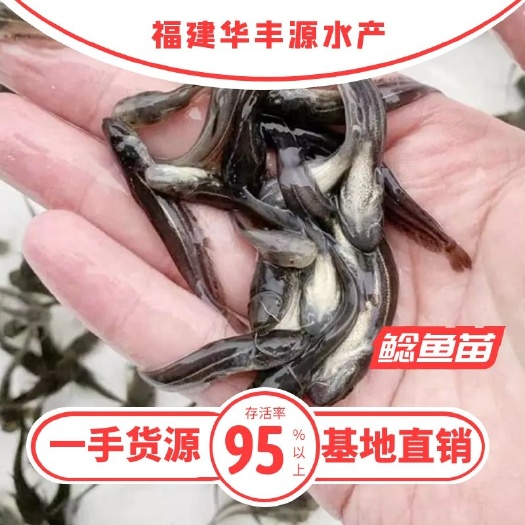光泽县 鲶鱼苗批发  产地直销 高质量  无病 开口苗  包回收
