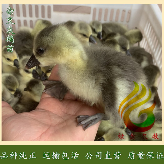 长沙杂交鹅苗  灰鹅苗-杂交灰鹅苗-大种鹅苗-70天9斤-公司直营,包打疫苗