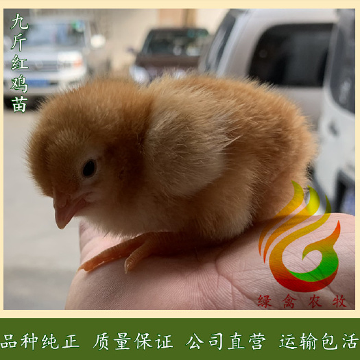 广州快大黄鸡苗  快大红鸡苗-九斤红鸡苗-红玉380鸡苗-成活率高-包运费