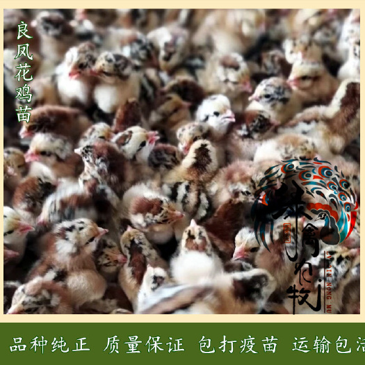 长沙良凤花鸡苗-大红公鸡苗-90天7斤-长速快-抗病能力好