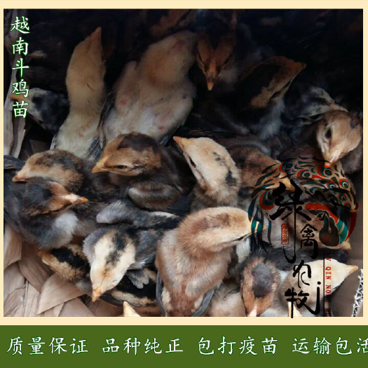 广州斗鸡苗-越南鬼子斗鸡苗-战斗鸡苗-品种好