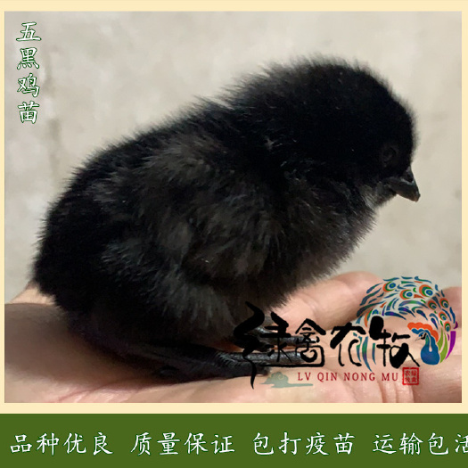 广州绿壳鸡苗  绿壳蛋鸡苗-纯种五黑鸡苗-产蛋率高-绿壳率高达95%