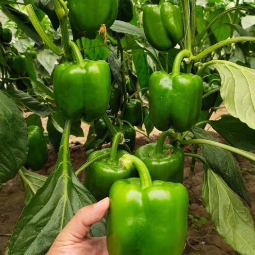 寿光市圆椒苗 甜椒苗 五彩辣椒苗 菜椒苗 太空椒苗果肉厚 产量高