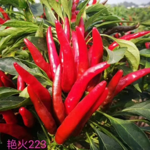 朝天椒苗 指天椒苗 望天椒苗 越冬朝天椒苗抗病性好 产量高