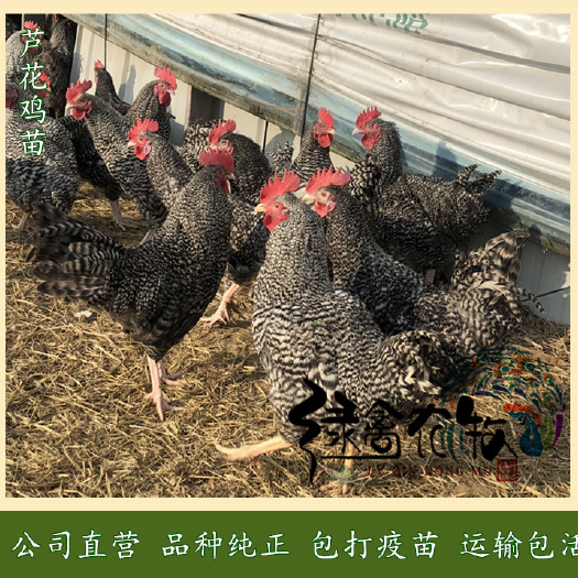 广州芦花鸡苗 纯种黑芦花母苗 汶上芦花鸡苗 全年不间断供应提供