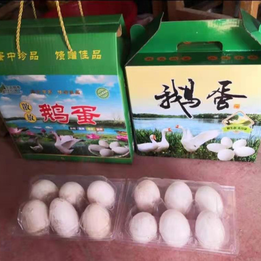 鄄城县鹅种蛋  种鹅蛋