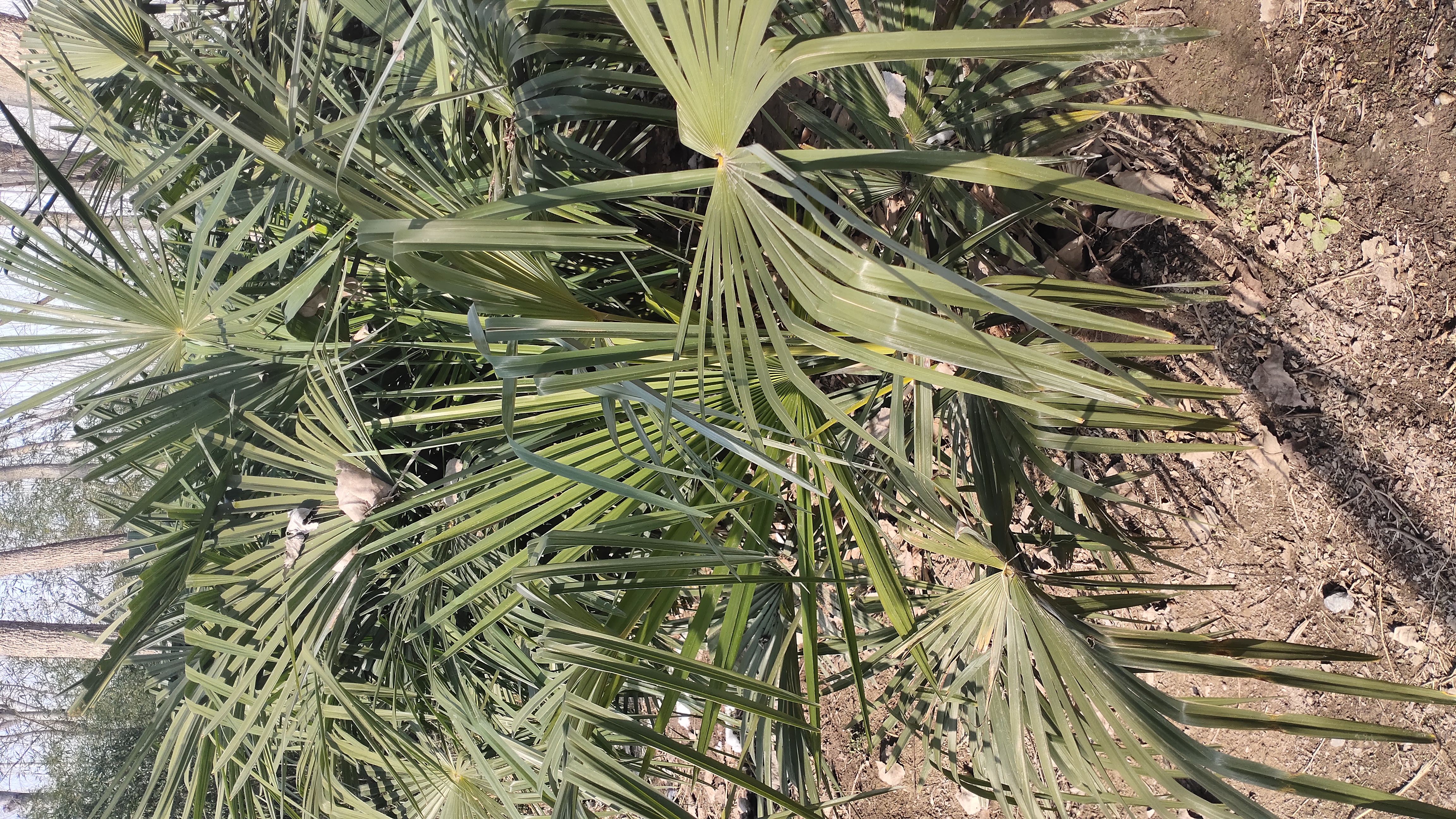 棕榈树幼苗